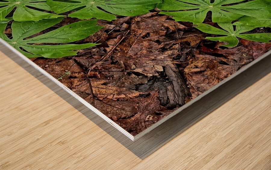 Mayapples 1 Wood print