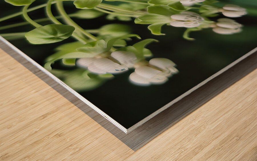 Poke Milkweed Impression sur bois