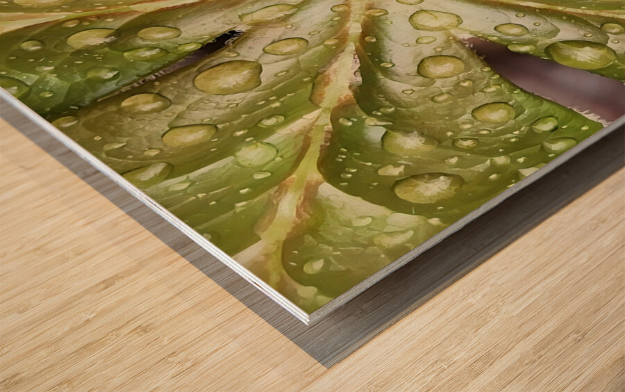 Raindrops on Mayapple Wood print