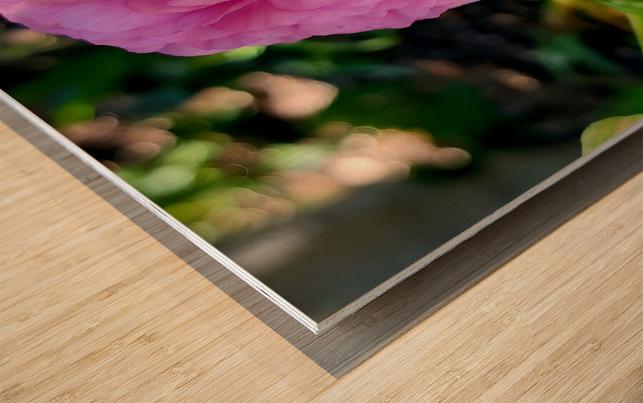 Ranunculus Impression sur bois