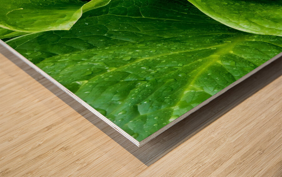 Skunk Cabbage Furls Wood print