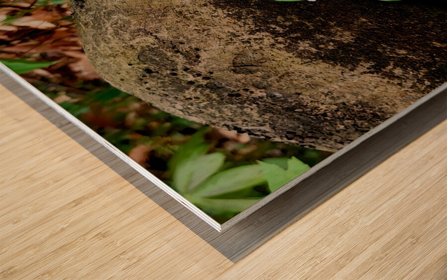 Trillium Duo Wood print