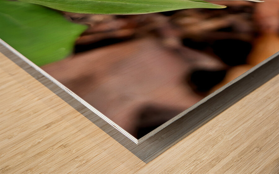 White Trillium Bud 1 Wood print