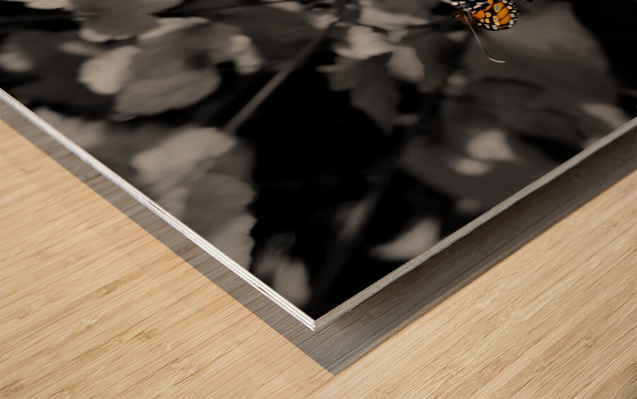 Monarch Butterfly Wood print