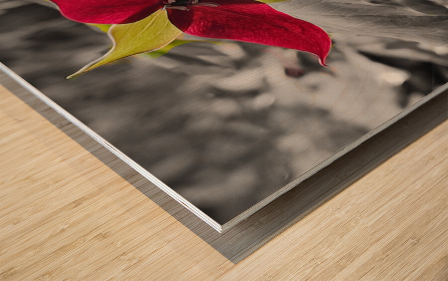 Red Trillium Wood print