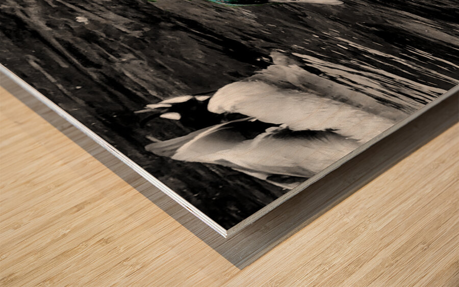 Mallard Duck Wood print