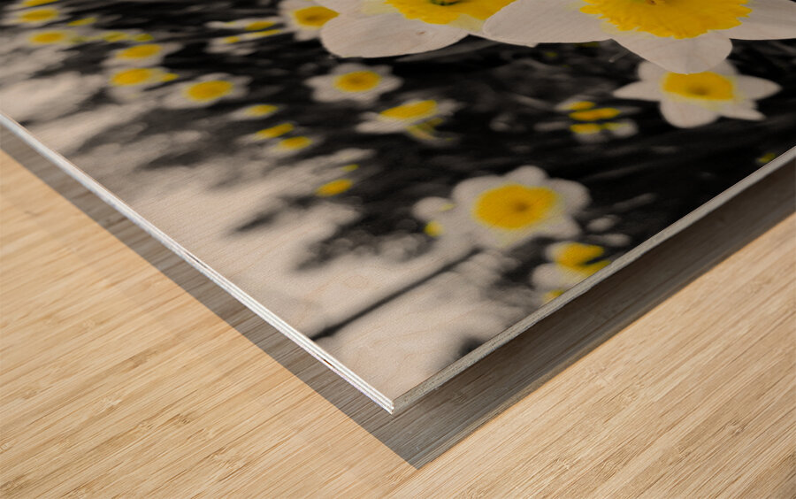 Daffodils Wood print