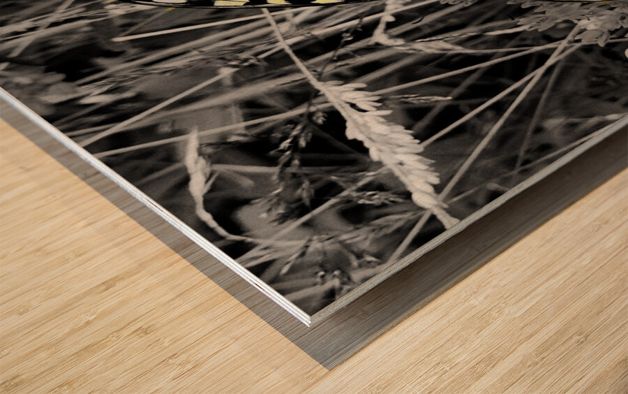 Swallowtail Butterfly Impression sur bois