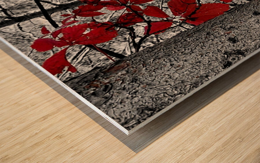 Virginia Creeper Wood print