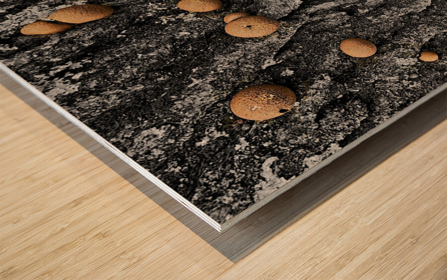 Puffball Mushrooms Impression sur bois