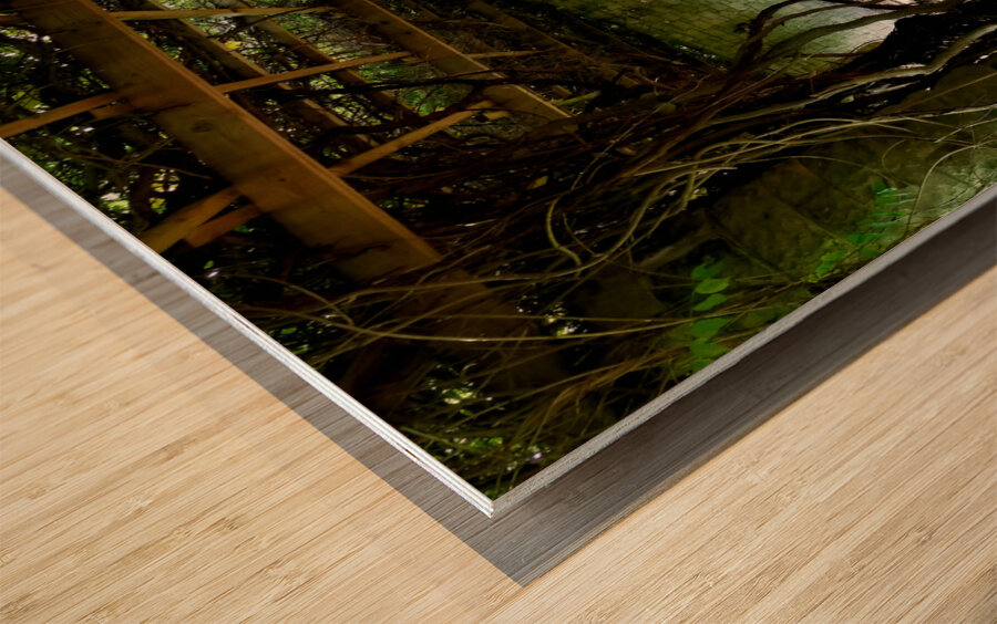 Mt Assisi Garden 1 Wood print