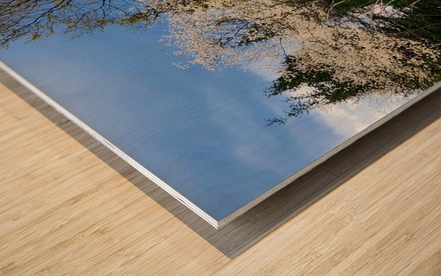 Gallitzin State Forest Wood print