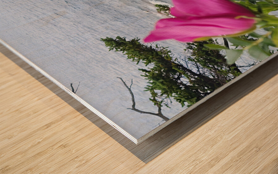 Acadia Point Wood print