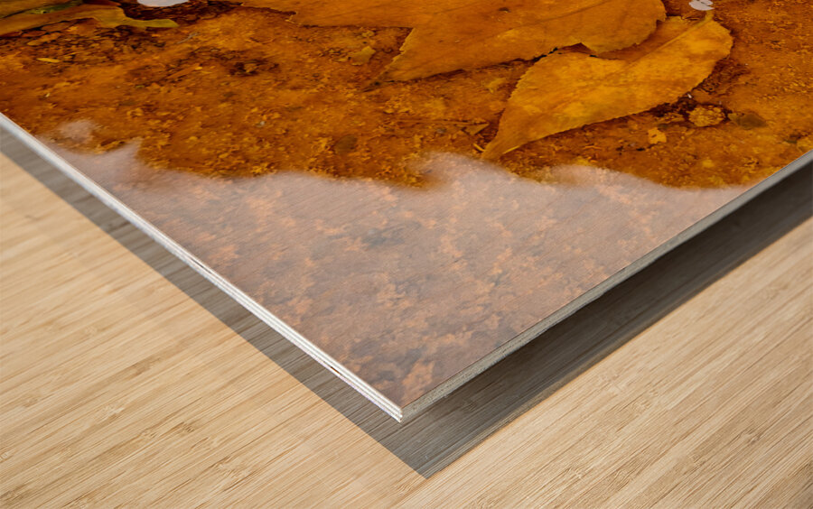 Red Maple Encased In Iron Oxide Impression sur bois