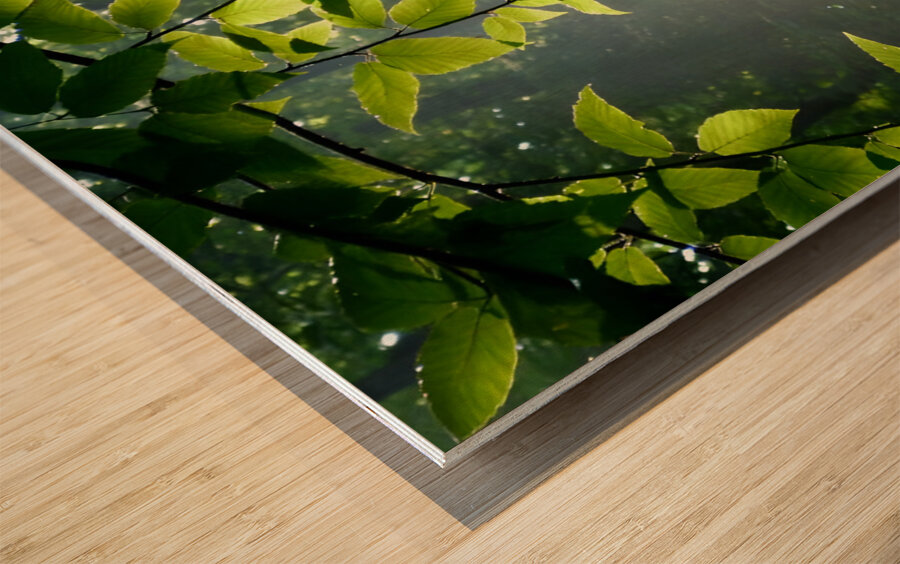 Beech Trees Wood print