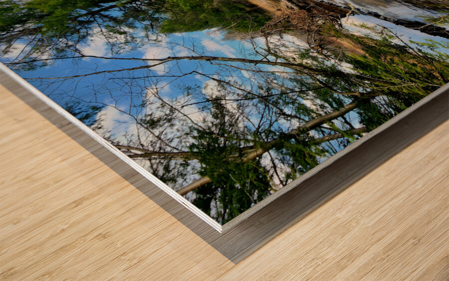 Spring At Clear Shade Creek Wood print