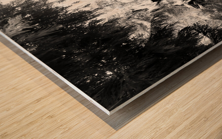 Sequoia Root Wad Impression sur bois