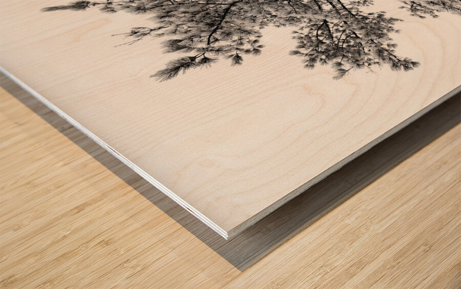 Snowy White Pine Wood print