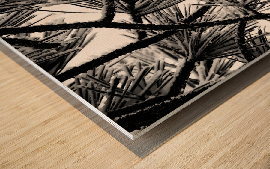 Snowy Conifer Wood print