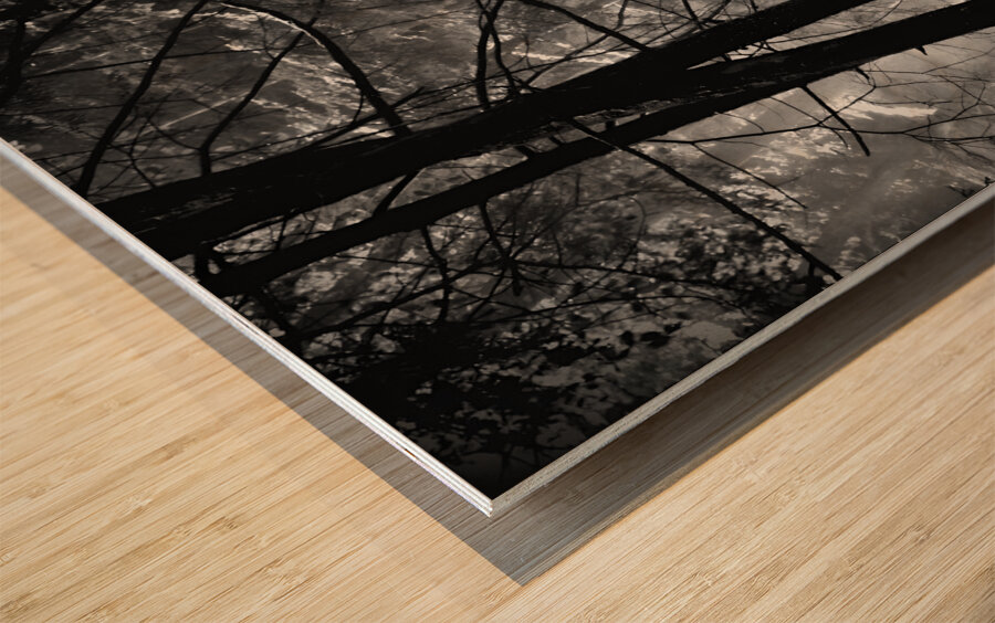 Forest Light Wood print