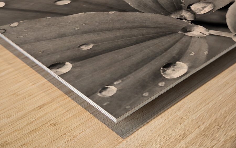 Raindrops Wood print