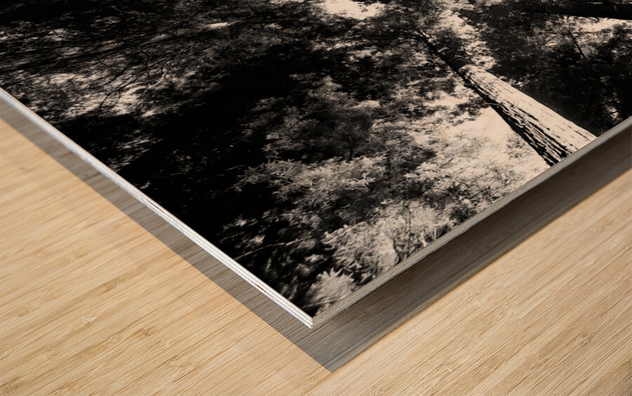 Redwoods Wood print
