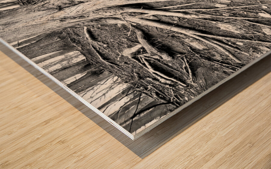 Root Flare Wood print