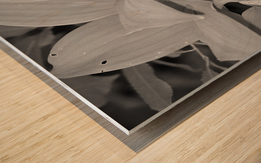 Solomon Seal Wood print