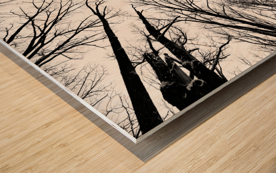 Winter Canopy Wood print