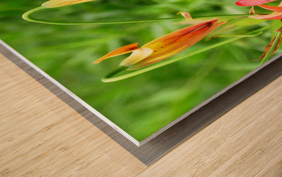 Black Swallowtail On Turks Cap Wood print