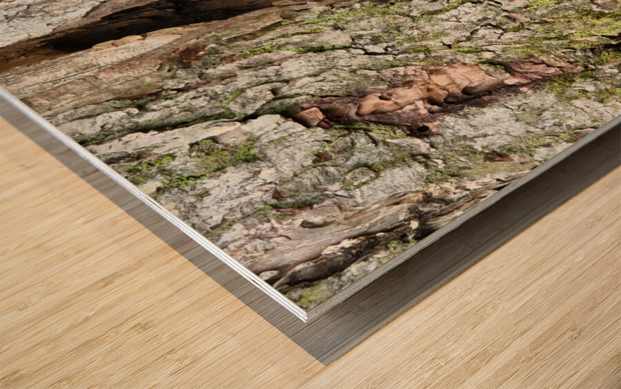 Racoon Kit Wood print