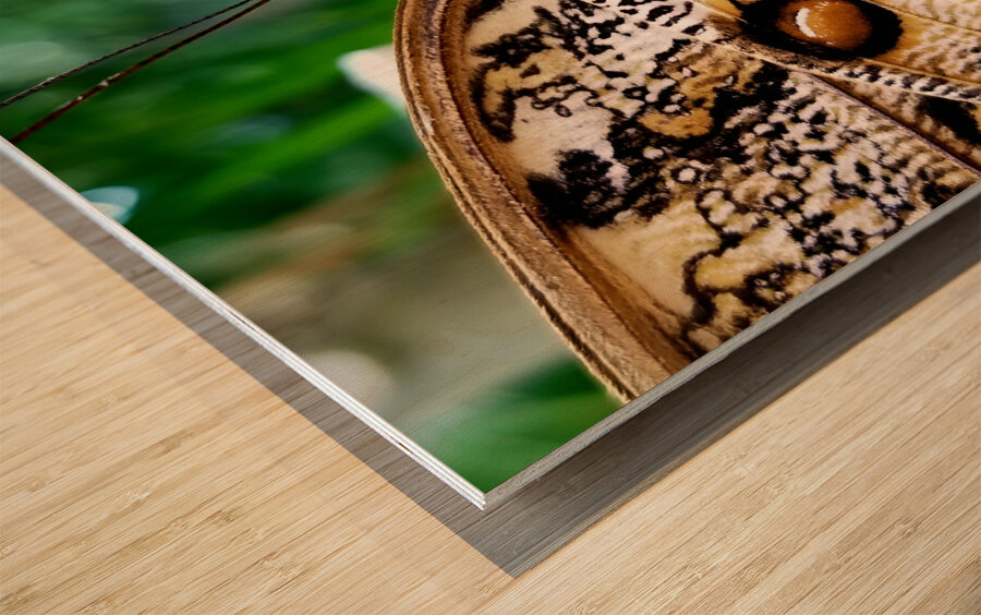 Owl Butterfly Wood print