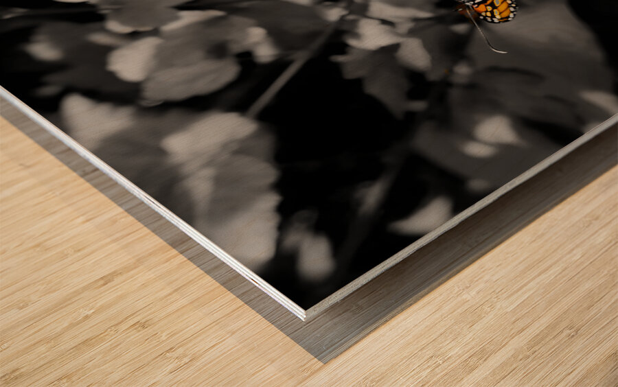Monarch Highlight Wood print