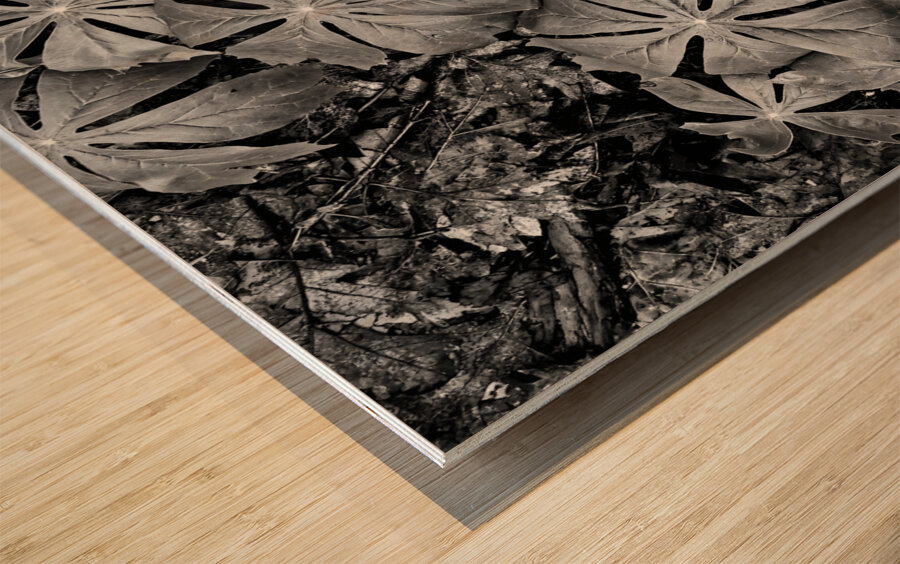 Mayapples Wood print