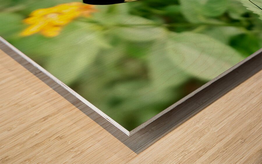 Butterfly Wood print