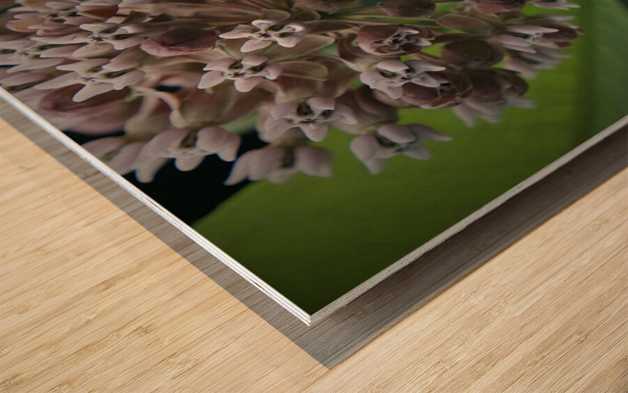 Monarch On Milkweed Wood print