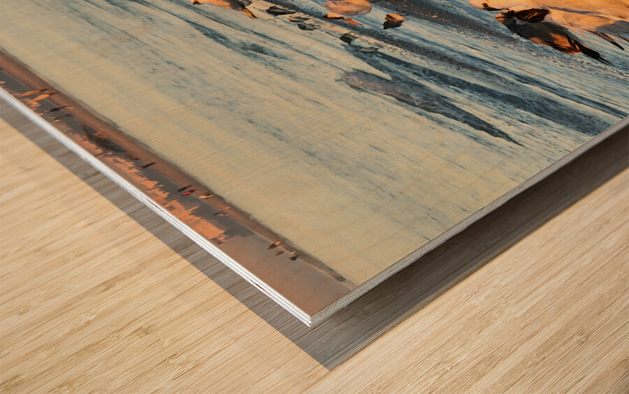 Gulls & Terns Wood print