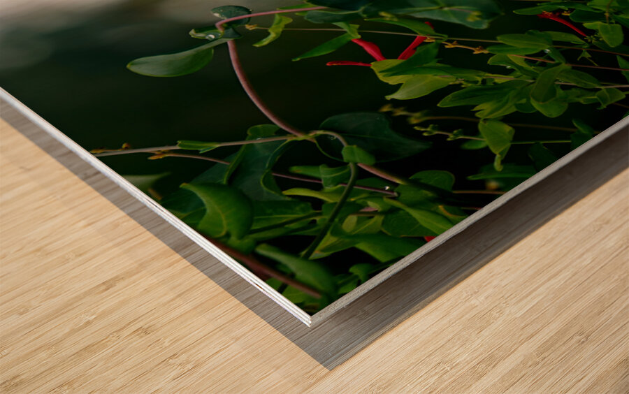 Nectaring Hummingbird Wood print