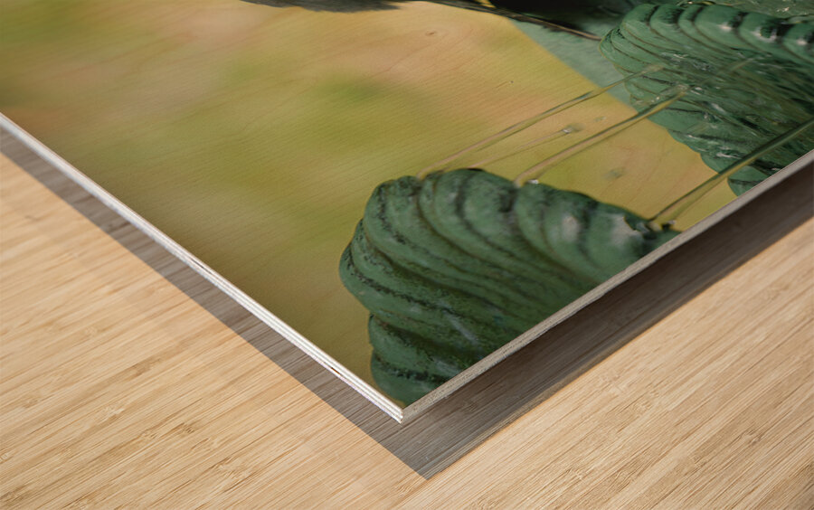 Catbird Scolding Wood print