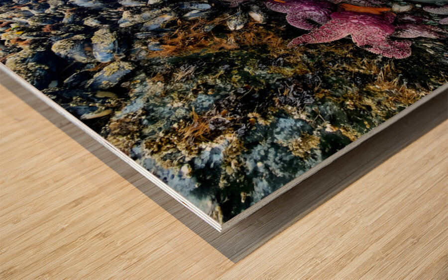 Tidal Pool 2 Wood print