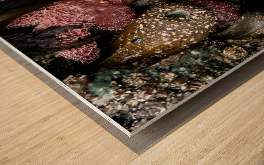 Tidal Pool 5 Wood print