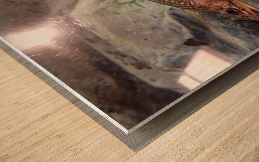 Brook Trout Wood print