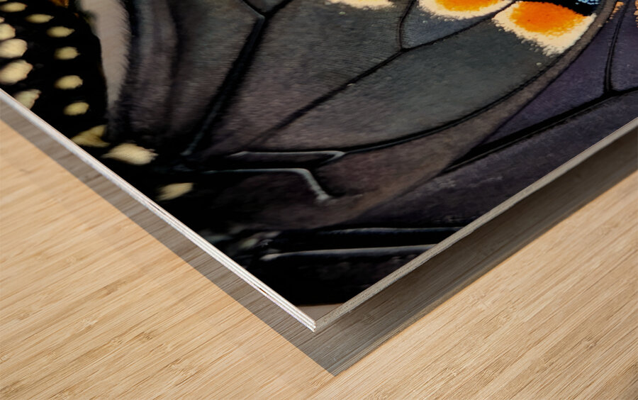 Black Swallowtail Closeup Wood print
