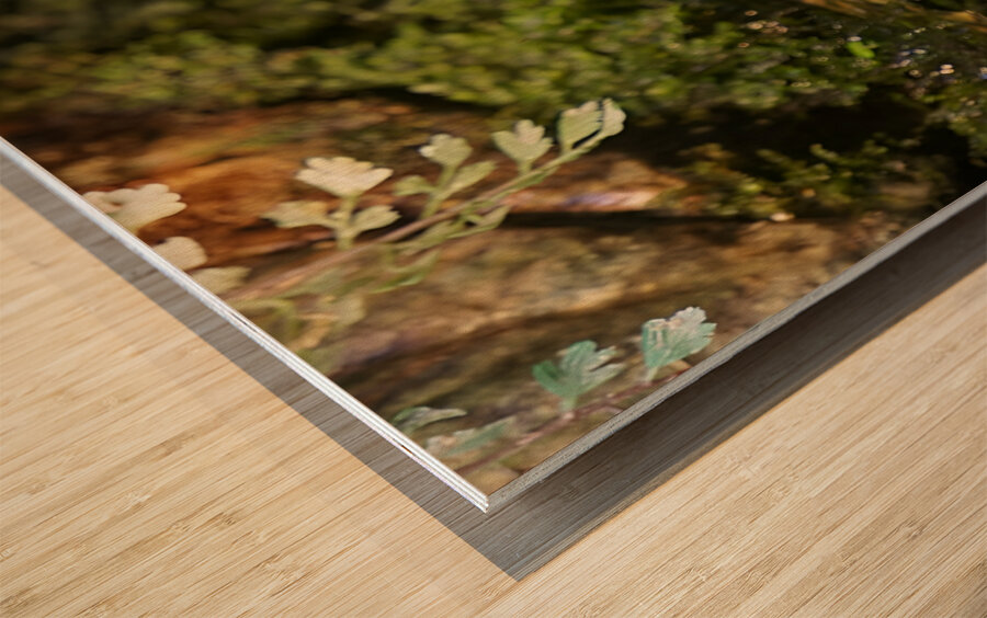 Bull Frog Wood print