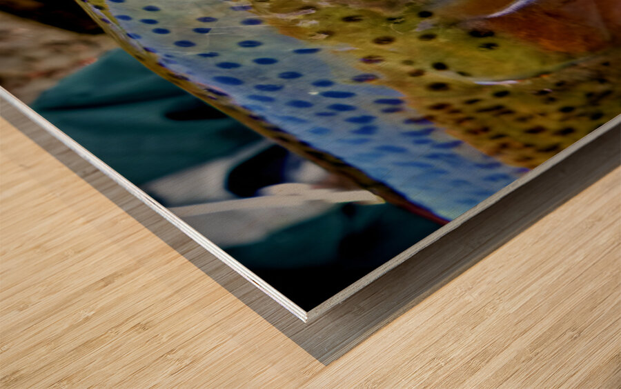 Steelhead Closeup Wood print