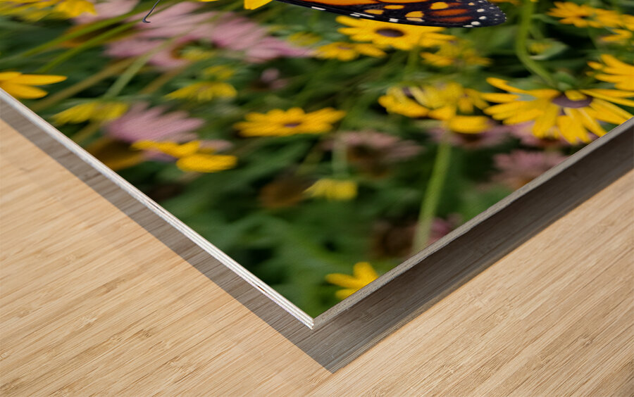 Monarch & Black Eyed Susan Impression sur bois