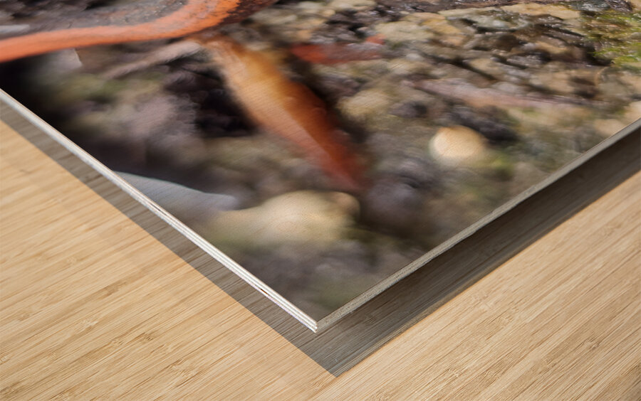 Redback Salamander Wood print