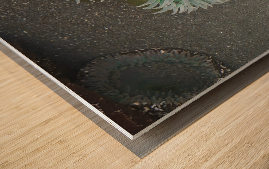 Sea Anemone Wood print