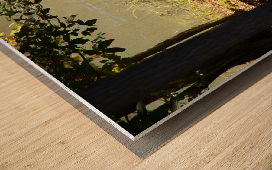 Lake Deer Wood print