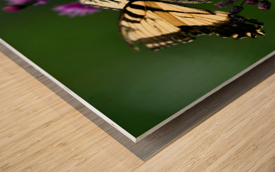 Swallowtail On Ironweed Wood print